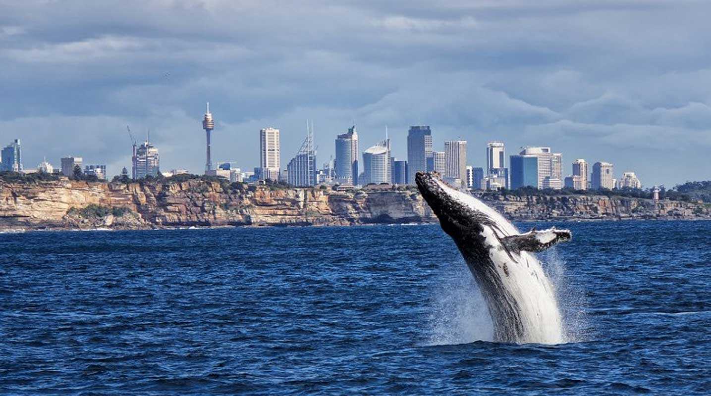 Whale Watching hero image